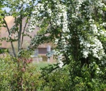 Crataegus in gemengde haag