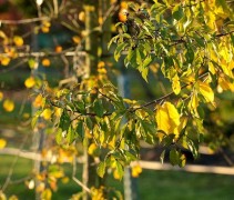 Frangula alnus