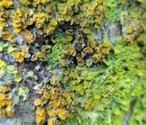 Quercus robur stam met mossen