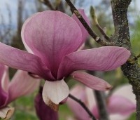 Magnolia soulangeana 'Lennei' - Beverboom - 1
