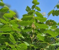 Koelreuteria paniculata - Chinese vernisboom - zomerblad 2024