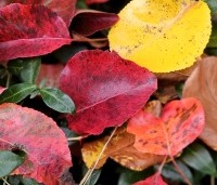 Pyrus calleryana 'Chanticleer' - Sierpeer - 3