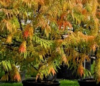 Rhus typhina 'Tiger Eyes' - Fluweelboom 'Tiger Eyes' -  oktober