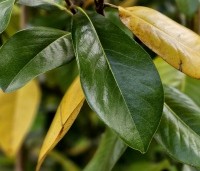 Magnolia grandiflora '24 Below' - Magnolia '24 Below' - najaars rui