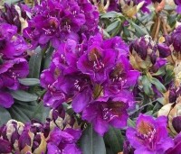 Rhododendron 'Marcel Menard' - Rododendron 'Marcel Menard' - 6