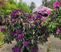 Rhododendron 'Marcel Menard' - Rododendron 'Marcel Menard' - 5