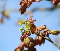 Acer campestre Red Shine / Veldesdoorn 'Red Shine'