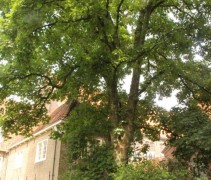 Acer pseudoplatanus