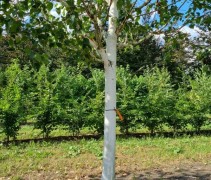 witte berk