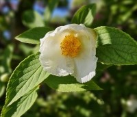 Stewartia pseudocamellia - Schijncamelia - 2
