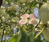Cornus 'Norman Hadden' - Japanse grootbloemige kornoelje 'Norman Hadden' - 5