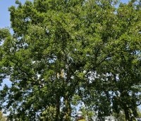 Quercus cerris - Moseik - 8