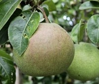 Pyrus com. 'Zoete Brederode' - Pyrus com. 'Zoete Brederode' - 1