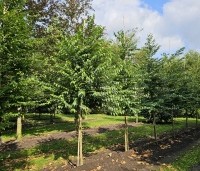 Styrax japonicus - Storaxboom - augustus 2024 locatie Beek