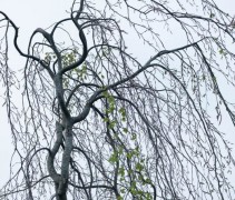 Fagus sylvatica 'Pendula'