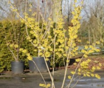 Hamamelis intermedia ‘Arnold's Promise’ 