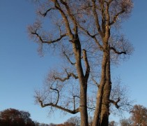 Liriodendron tulipifera 