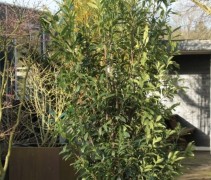 Prunus laurocerasus 'Caucasica'
