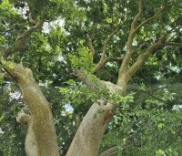 Zelkova serrata - Japanse Zelkova - juni 2026