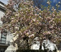 Magnolia soulangeana - Magnolia soulangeana - 5