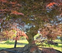 Acer palmatum 'Garnet' - Japanse esdoorn 'Garnet' - 2