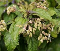 Clerodendrum trichotomum - Kansenboom - 1