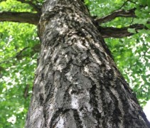 Japanse Notenboom stam en kroon van onderaf bekeken