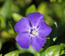 Prachtige bloemen en fraaie bladeren