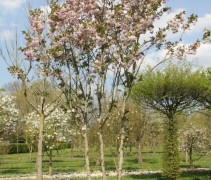 Prunus Hokusai