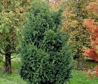 Taxus baccata - Venijnboom - 4