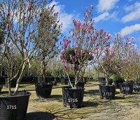 Magnolia 'Susan' - Beverboom - 1