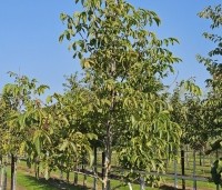 Juglans regia 'Axel' - Walnoot 'Axel' - 3