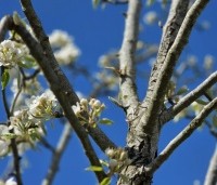Pyrus com. 'Gieser Wildeman"  - Pyrus com. 'Gieser Wildeman"  - 2
