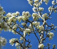 Pyrus com. 'Gieser Wildeman"  - Pyrus com. 'Gieser Wildeman"  - 1