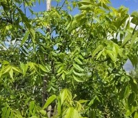 Carya illinoinensis 'Wichita' - Pecannoot Wichita - 5