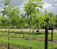 Carya illinoinensis 'Wichita' - Pecannoot Wichita - 4