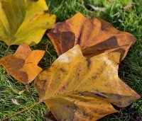Liriodendron tulipifera - Tulpenboom - herfst