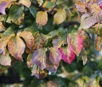 Parrotia persica - Perzisch IJzerhout - 1