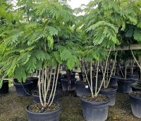 Albizia julibrissin - Perzische slaapboom - 1