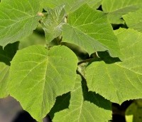 Paulownia tomentosa 'Hulsdonk' - Anna Paulownaboom 'Hulsdonk' - 3