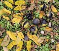 Juglans nigra - Zwarte Notenboom - 7
