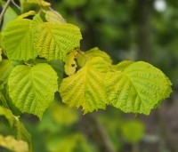 Corylus avellana 'Aurea' - Geelbladige hazelaar - 1