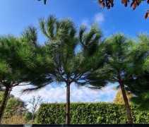Pinus pinea .  parasolden op de kwekerij van Ten Hoven Bomen 2020