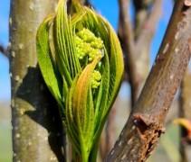 Sorbus Dodong