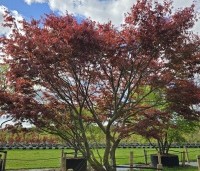 Acer palmatum 'Sumi-Nagashi' - Japanse Esdoorn 'Sumi-Nagashi' - 4
