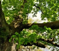 Acer platanoides - Noorse Esdoorn - 1
