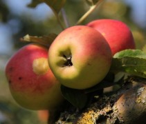 Malus domestica 'Groninger Kroon'