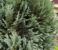 Chamaecyparis lawsoniana 'Columnaris' - Blauwe Californische cypres - 3