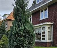 Chamaecyparis lawsoniana 'Columnaris' - Blauwe Californische cypres - 4