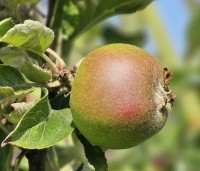 Malus dom. 'Gloster' - Malus dom. 'Gloster' - onrijpe appel in juni